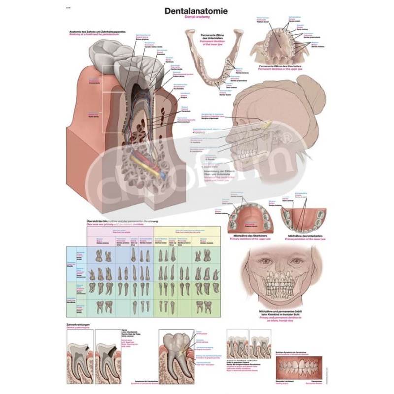 "Dental Anatomy" - Anatomical Chart