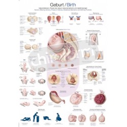 "Birth" - Anatomisk Plakat