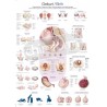 "Birth" - Anatomical Chart
