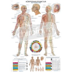"Body Acupuncture" - Anatomisk Plakat
