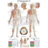 "Body Acupuncture" - Anatomisk Plakat