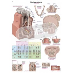 "Dental Anatomy" - Anatomisk Plakat