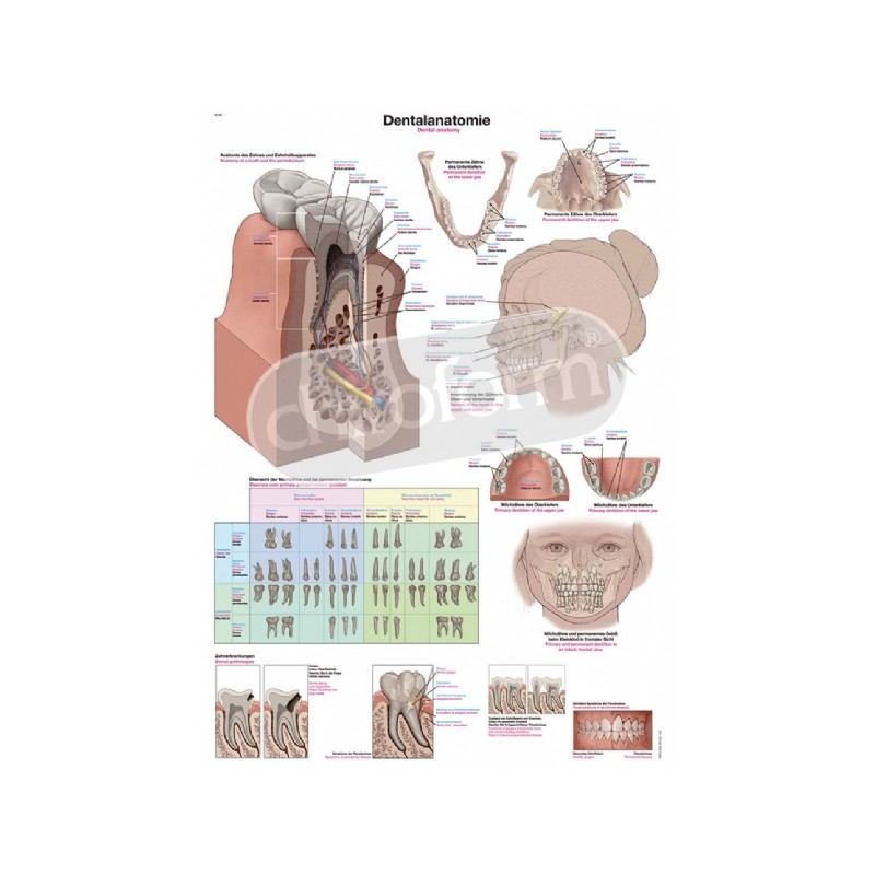 "Dental Anatomy" - Anatomisk Plakat