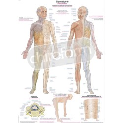 "Dermatomes" - Anatomical Chart