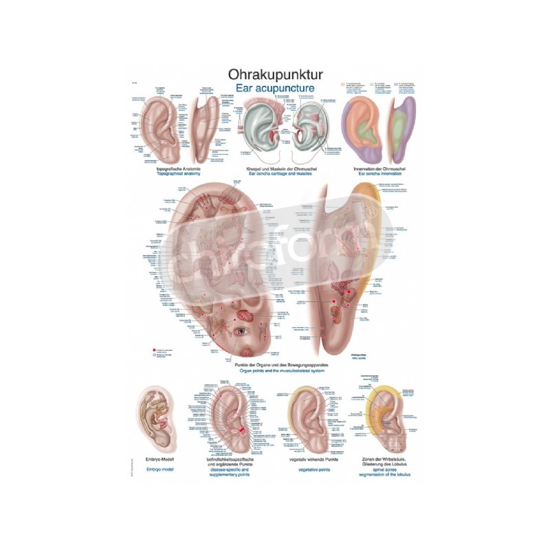 "Ear Acupuncture" - Anatomisk Plakat