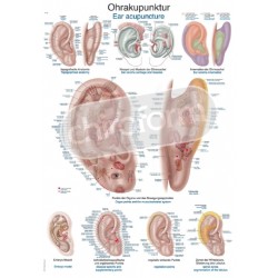 "Ear Acupuncture" - Anatomical Chart