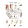 "Foot and Ankle" - Anatomical Chart