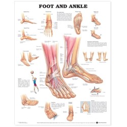 "Foot and Ankle" - Anatomisk Plakat