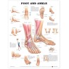 "Foot and Ankle" - Anatomisk Plakat