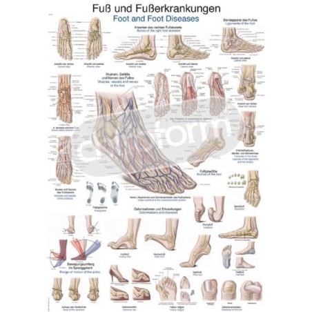 "Foot and Foot Diseases" - Anatomisk Plakat