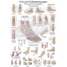 "Foot and Foot Diseases" - Anatomical Chart