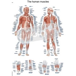 "The Human Muscles" - Anatomisk Plakat