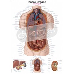 "Internal Organs" -...