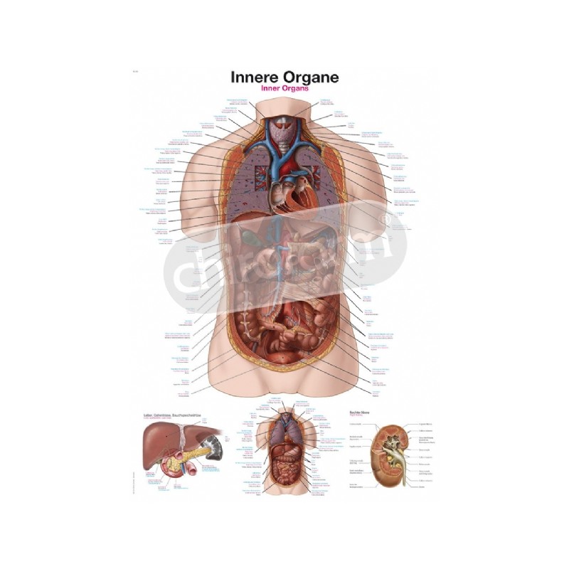 "Internal Organs" - Anatomical Chart