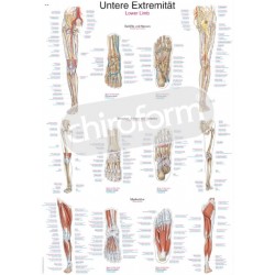 "Lower Limb" - Anatomical Chart