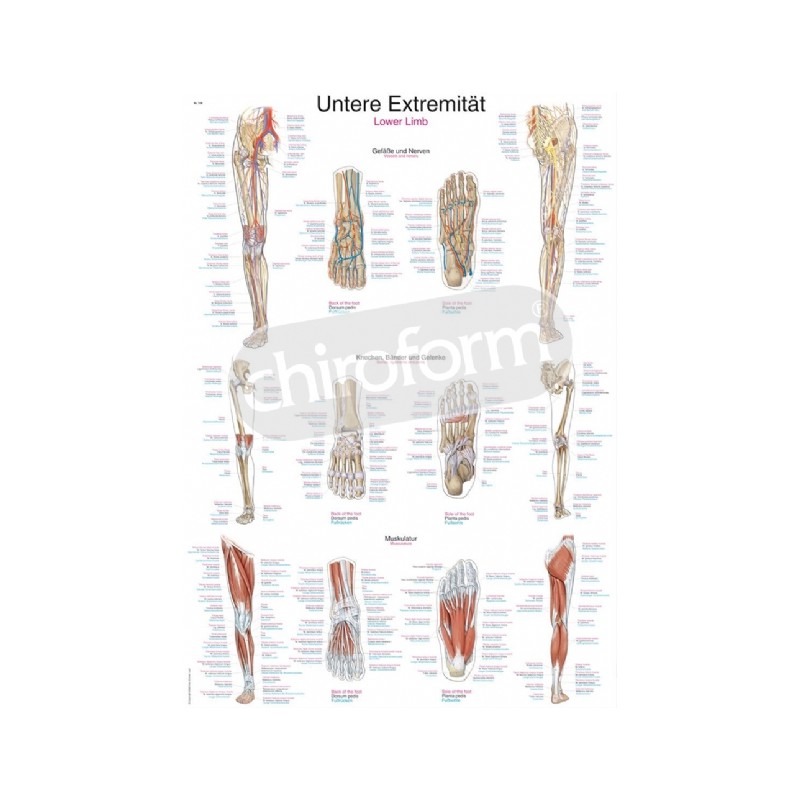 "Lower Limb" - Anatomical Chart