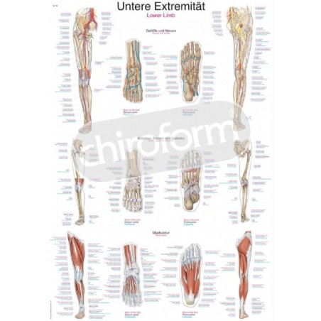 "Lower Limb" - Anatomisk Plakat