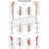 "Lower Limb" - Anatomisk Plakat