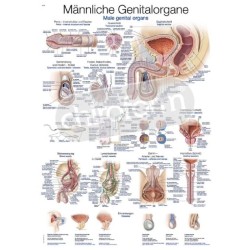 "Male Genital Organs" - Anatomisk Plakat