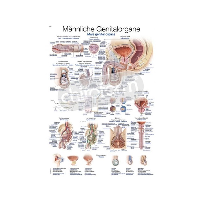 "Male Genital Organs" - Anatomical Chart