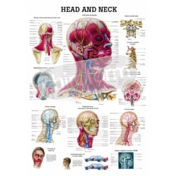 "Head and Neck" - Anatomisk Plakat