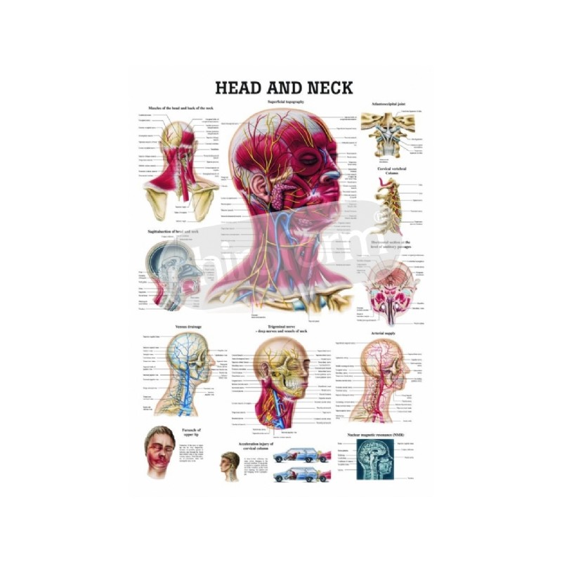 "Head and Neck" - Anatomical Chart