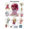"Head and Neck" - Anatomisk Plakat