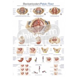 "Pelvic Floor" - Anatomisk Plakat