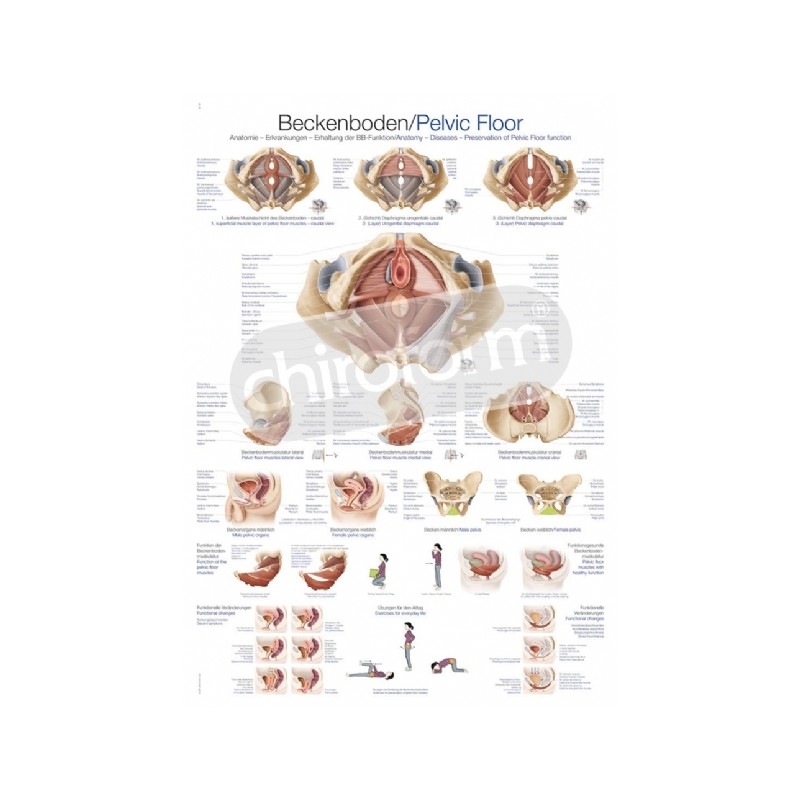 "Pelvic Floor" - Anatomical Chart