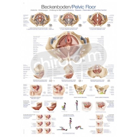 "Pelvic Floor" - Anatomisk Plakat