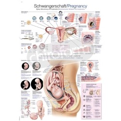 "Pregnancy" - Anatomical Chart