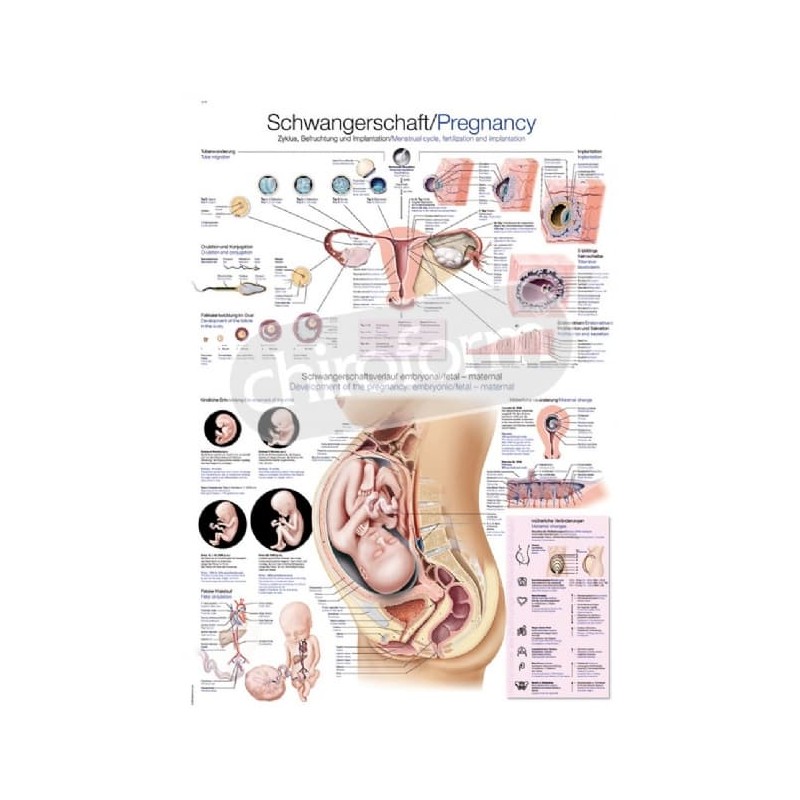 "Pregnancy" - Anatomisk Plakat