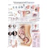 "Pregnancy" - Anatomical Chart