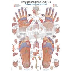 "Reflexzones Hand and Foot" - Anatomisk Plakat