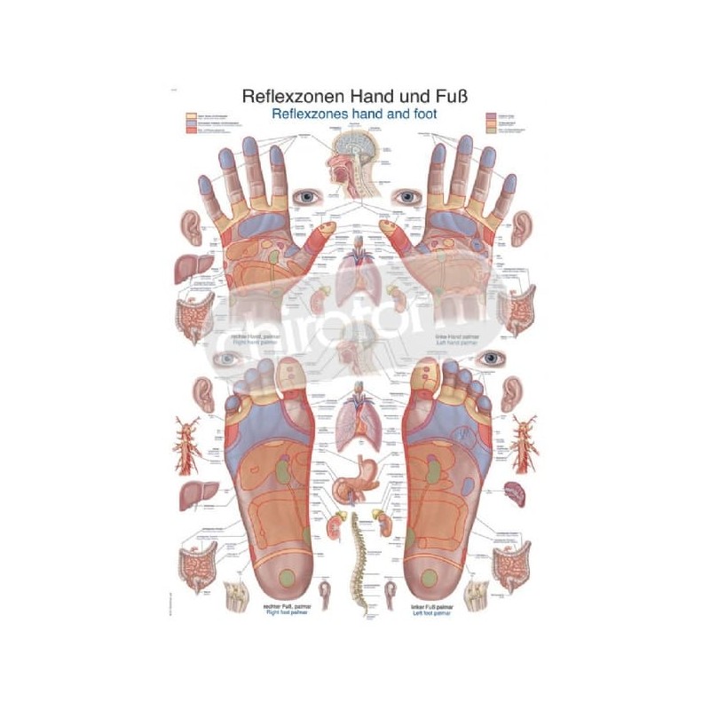 "Reflexzones Hand and Foot" - Anatomical Chart