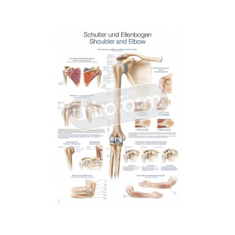 "Shoulder and Elbow" - Anatomical Chart