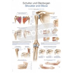 "Shoulder and Elbow" - Anatomisk Plakat