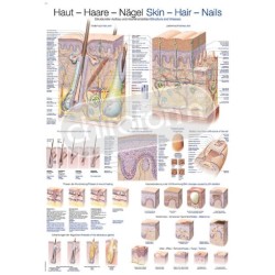 "Skin-Hair-Nails" - Anatomisk Plakat