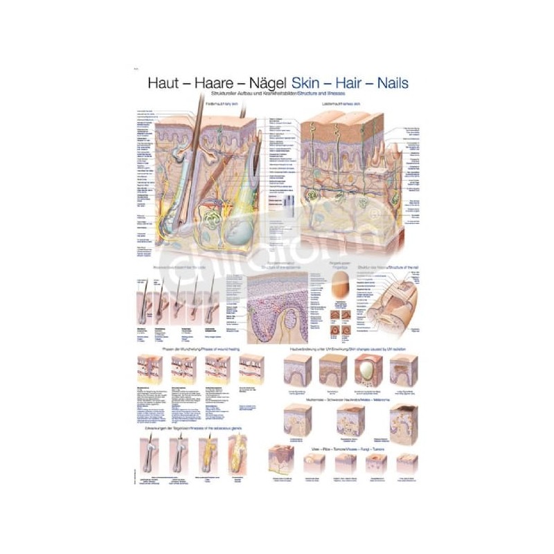 "Skin-Hair-Nails" - Anatomisk Plakat