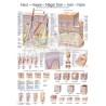 "Skin-Hair-Nails" - Anatomical Chart