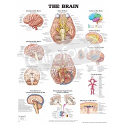 "The Brain" - Anatomisk Plakat