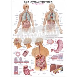 "The Digestive System" - Anatomical Chart