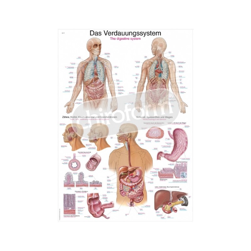 "The Digestive System" - Anatomisk Plakat