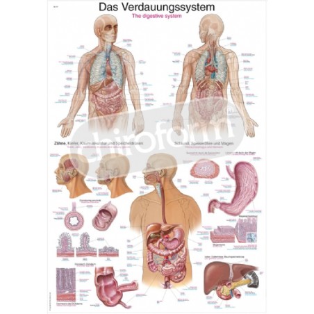 "The Digestive System" - Anatomisk Plakat