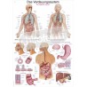 "The Digistive System" - Anatomisk Plakat
