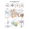 "The Human Ear" - Anatomical Chart