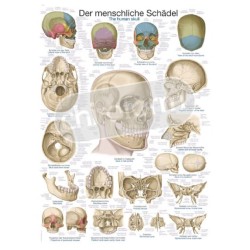 "The Human Skull" - Anatomical Chart
