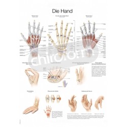 "The Hand" - Anatomical Chart