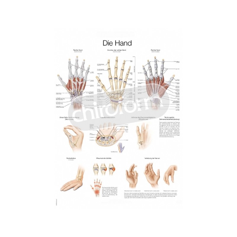 "The Hand" - Anatomisk Plakat