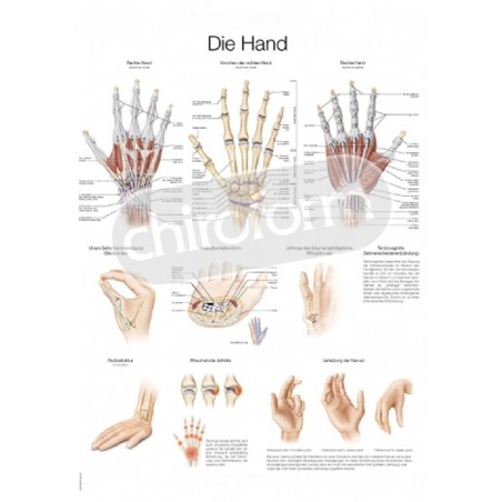 "The Hand" - Anatomisk Plakat